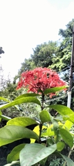 Ixora coccinea