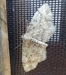 Hypagyrtis piniata