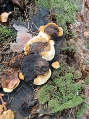 Gloeophyllum odoratum