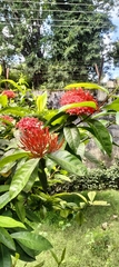 Ixora coccinea