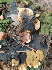 Gloeophyllum odoratum