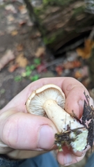 Lactarius chrysorrheus