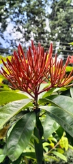 Ixora coccinea