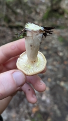 Lactarius chrysorrheus