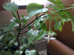 Wrightia religiosa
