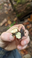 Lactarius chrysorrheus