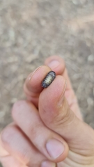 Armadillidium vulgare
