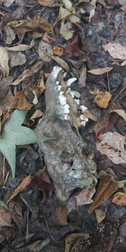 Domestic Dog photographed in Missouri