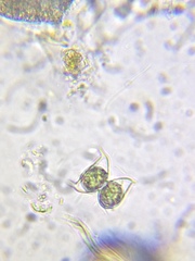 Staurodesmus dejectus