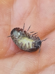 Armadillidium vulgare