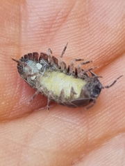 Armadillidium vulgare