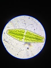 Netrium digitus