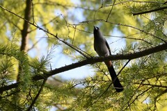 Dendrocitta formosae