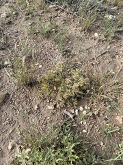 Dasyochloa pulchella