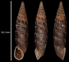 Laciniaria plicata