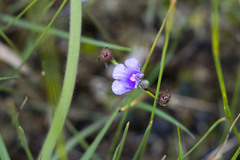 Genlisea hispidula