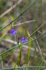 Genlisea hispidula