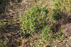 Correa reflexa scabridula