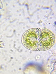 Cosmarium subcucumis