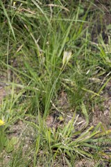 Gladiolus longicollis