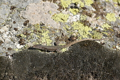 Podarcis guadarramae guadarramae