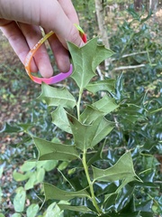 Ilex cornuta