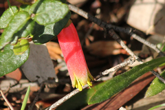 Correa reflexa scabridula