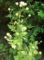 Tanacetum parthenium