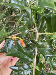 Ilex cornuta