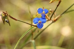 Commelina dianthifolia