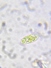 Paramecium