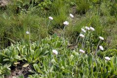 Helichrysum ecklonis