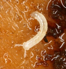 Blaniulidae