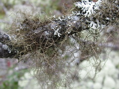 Bryoria pseudofuscescens