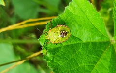 Nezara viridula