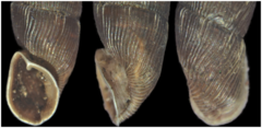 Laciniaria plicata