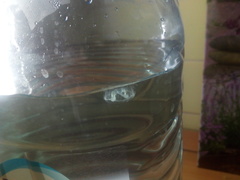 Craspedacusta sowerbii