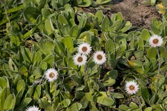 Helichrysum ecklonis
