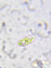 Paramecium
