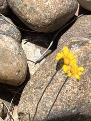 Acmaeodera obtusa