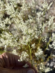 Polygonella polygama