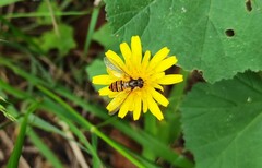 Episyrphus balteatus