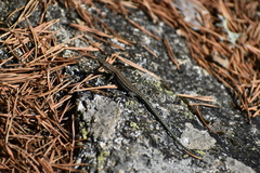 Podarcis guadarramae guadarramae