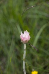 Helichrysum ecklonis