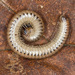 Blunt-tailed Snake Millipede - Photo (c) Geir Drange, some rights reserved (CC BY-NC), uploaded by Geir Drange