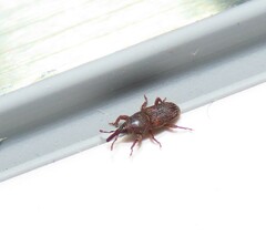 Sitophilus