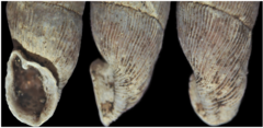 Laciniaria plicata