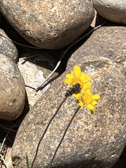 Acmaeodera obtusa