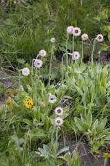 Helichrysum ecklonis