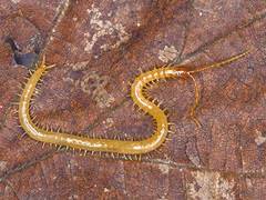 Geophilus flavus